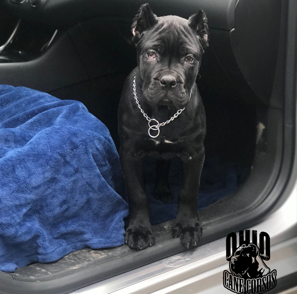 Ohio Cane Corsos Kennel with Beautiful Champions